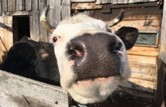 Бешеная Молдова – новые случаи