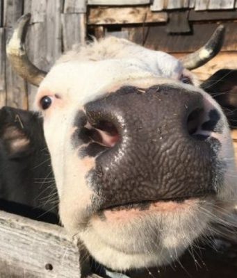 Бешеная Молдова – новые случаи