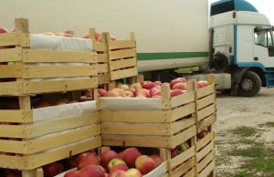 Пять фирм, занимающихся экспортом и импортом, подозревают в контрабанде яблок из Украины и экспорте их в Россию под видом молдавских.