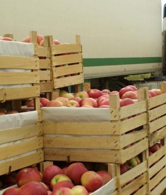 Пять фирм, занимающихся экспортом и импортом, подозревают в контрабанде яблок из Украины и экспорте их в Россию под видом молдавских.