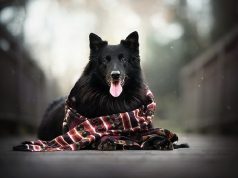 Прогноз погоды в Молдове на 26 ноября 2019 года: градус повышается