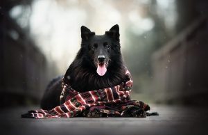 Прогноз погоды в Молдове на 26 ноября 2019 года: градус повышается