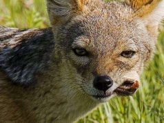 В Молдове разрешили отстрел шакалов шакал