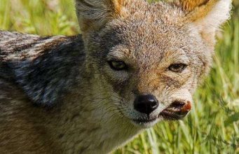 В Молдове разрешили отстрел шакалов шакал
