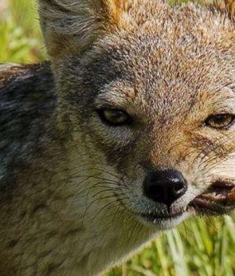 В Молдове разрешили отстрел шакалов шакал