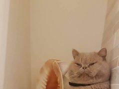 ПолитКот Гектор: «Лучше, чтобы наша армия маршировала в Румынии, чем их армия будет маршировать у нас»