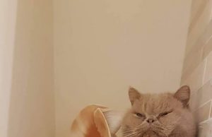 ПолитКот Гектор: «Лучше, чтобы наша армия маршировала в Румынии, чем их армия будет маршировать у нас»