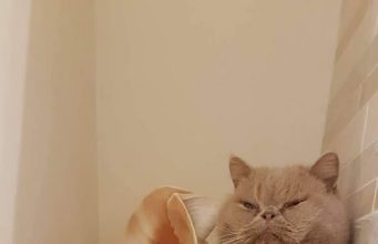 ПолитКот Гектор: «Лучше, чтобы наша армия маршировала в Румынии, чем их армия будет маршировать у нас»