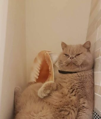 ПолитКот Гектор: «Лучше, чтобы наша армия маршировала в Румынии, чем их армия будет маршировать у нас»