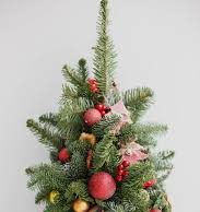 К предстоящим зимним праздникам агентство “Moldsilva” предложит на продажу более 52 тысяч новогодних елок