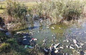 Сергей Анастасов: «У нас в городе вонь, а мы песни поем!»