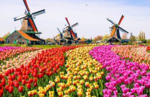 В Амстердаме открыли очередной сезон тюльпанов