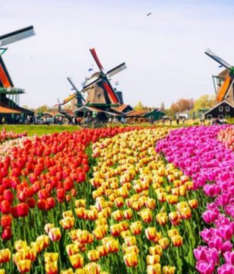 В Амстердаме открыли очередной сезон тюльпанов