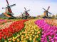 В Амстердаме открыли очередной сезон тюльпанов