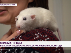 Что предсказала Молдове крыса Лиза?