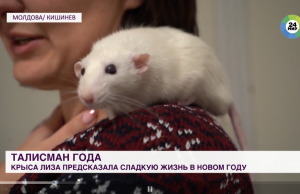 Что предсказала Молдове крыса Лиза?
