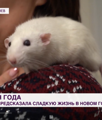 Что предсказала Молдове крыса Лиза?