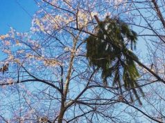 Кишиневцев просят не выбрасывать елки куда попало