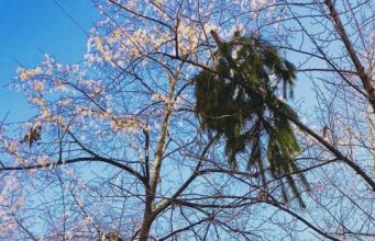 Кишиневцев просят не выбрасывать елки куда попало