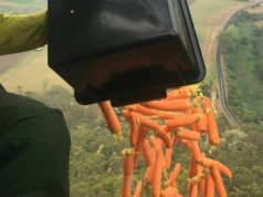В Австралии с воздуха сбросили тысячи килограммов моркови, чтобы накормить пострадавших от пожаров животных
