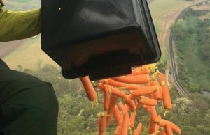 В Австралии с воздуха сбросили тысячи килограммов моркови, чтобы накормить пострадавших от пожаров животных