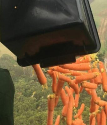 В Австралии с воздуха сбросили тысячи килограммов моркови, чтобы накормить пострадавших от пожаров животных