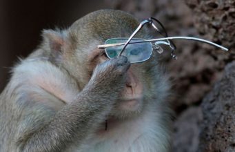 Басня “Обезьяна и очки”: добавим селфи и получим современный вариант – видео