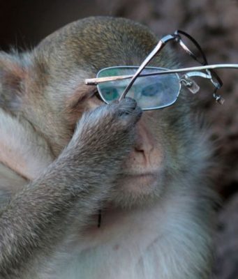 Басня “Обезьяна и очки”: добавим селфи и получим современный вариант – видео