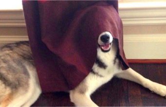 Пережить новогоднюю ночь: как защитить своего любимца от страха громких звуков