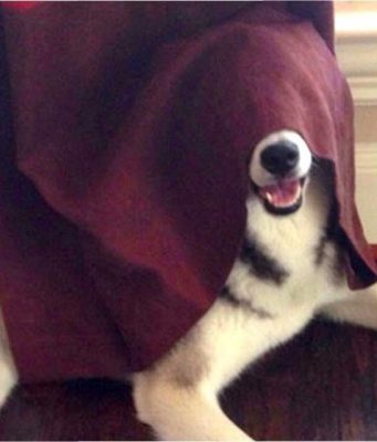 Пережить новогоднюю ночь: как защитить своего любимца от страха громких звуков