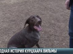 Как набрать сотни тысяч просмотров в сетях и стать звездой телешоу? Курцхаар Вильма знает