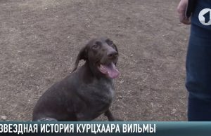 Как набрать сотни тысяч просмотров в сетях и стать звездой телешоу? Курцхаар Вильма знает