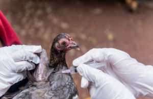 Близ Молдовы обнаружен птичий грипп птичий грипп