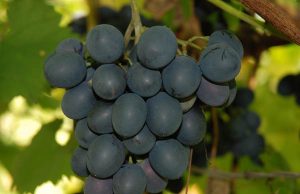 Молдавские производители намерены завоевать российский рынок.