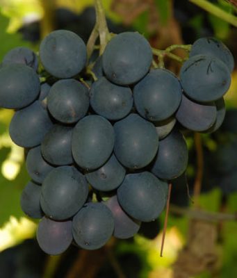 Молдавские производители намерены завоевать российский рынок.