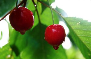 Погода: Последующие сутки пройдут без осадков, температура воздуха существенно не изменится