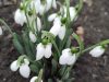 В первый день февраля в Сынжерей распустились подснежники (ФОТО)