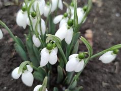 В первый день февраля в Сынжерей распустились подснежники (ФОТО)