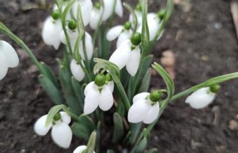 В первый день февраля в Сынжерей распустились подснежники (ФОТО)