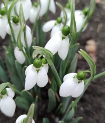 В первый день февраля в Сынжерей распустились подснежники (ФОТО)