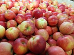 Польша теряет крупнейший рынок экспорта яблок яблоки