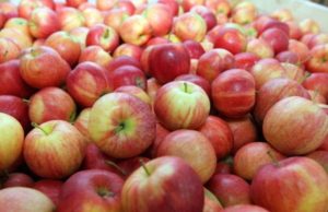 Польша теряет крупнейший рынок экспорта яблок яблоки