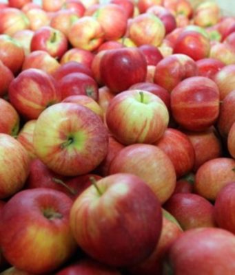 В Молдове увеличился объем экспорта яблок летних сортов в Россию яблоки