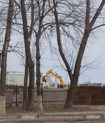 Перед стройкой нового супермаркета в Бельцах будут спилены 50 деревьев и 500 кустарников