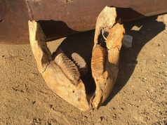 В Приднестровье нашли челюсть доисторического слона