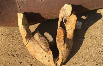 В Приднестровье нашли челюсть доисторического слона