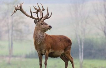 В заповеднике «Кодру» браконьер убил благородного оленя, занесенного в Красную книгу