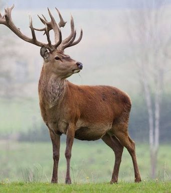 В заповеднике «Кодру» браконьер убил благородного оленя, занесенного в Красную книгу