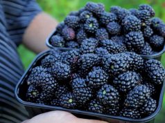 В Молдове планируют привлекать иностранцев для уборки урожая