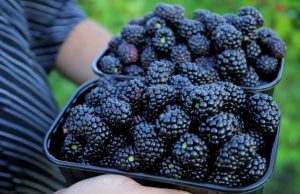 В Молдове планируют привлекать иностранцев для уборки урожая